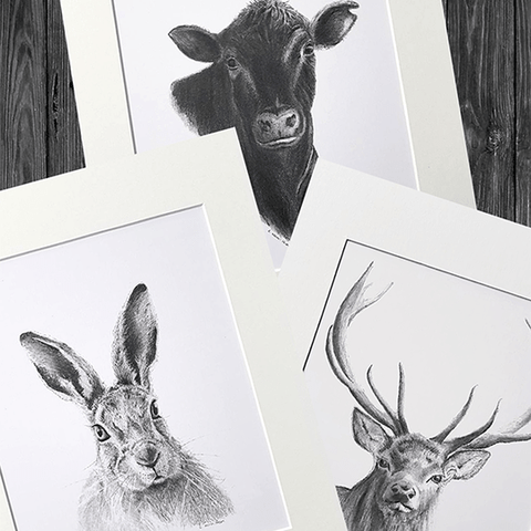 Cathy Hamilton Pencil Sketch Prints - Cathy Hamilton - Coco Blue