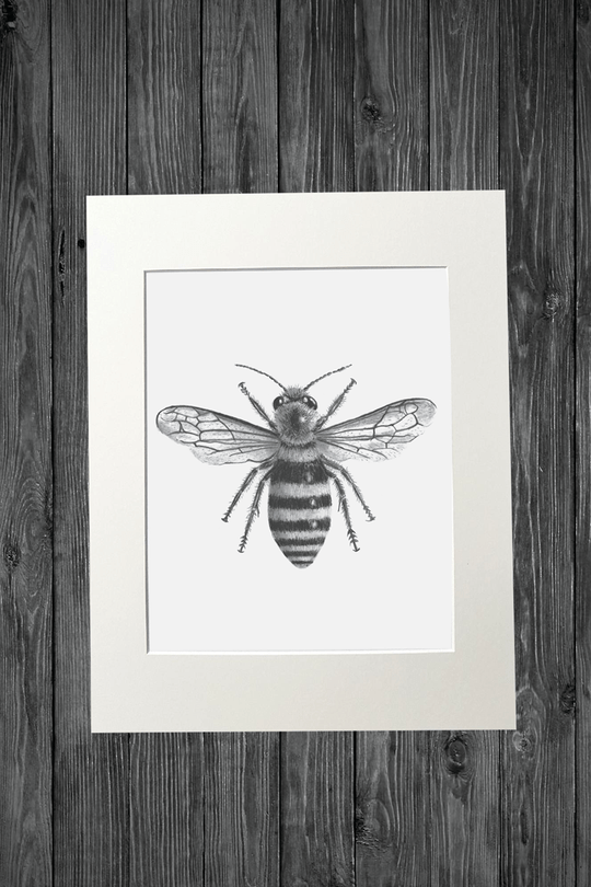 Cathy Hamilton Pencil Sketch Prints - Cathy Hamilton - Coco Blue