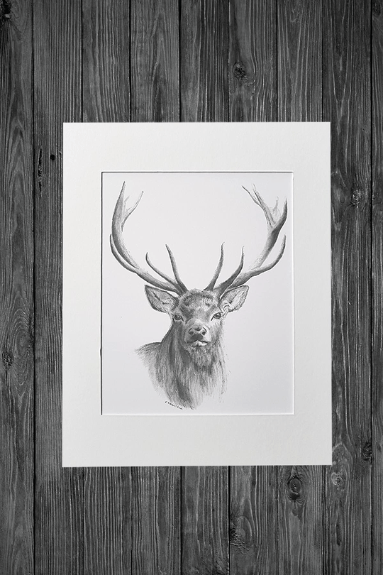 Cathy Hamilton Pencil Sketch Prints - Cathy Hamilton - Coco Blue