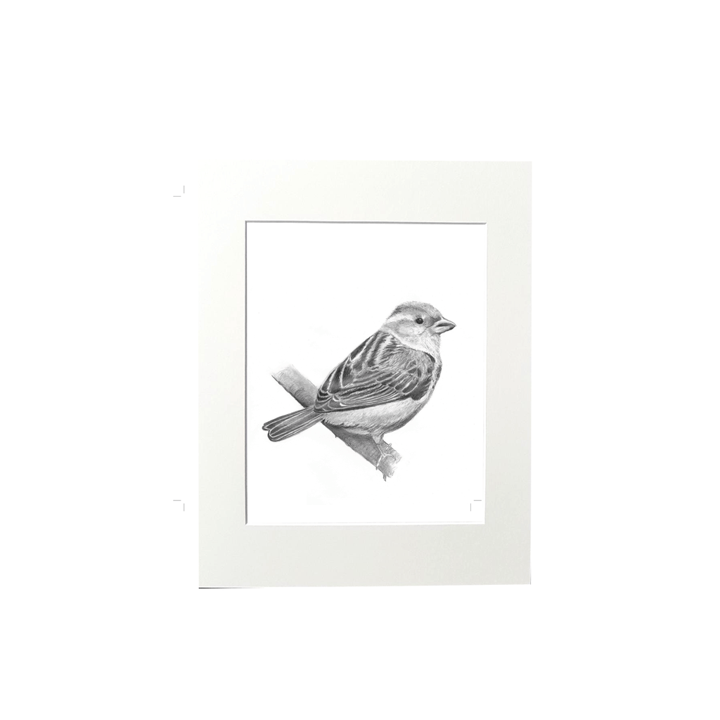 Cathy Hamilton Pencil Sketch Prints - Cathy Hamilton - Coco Blue