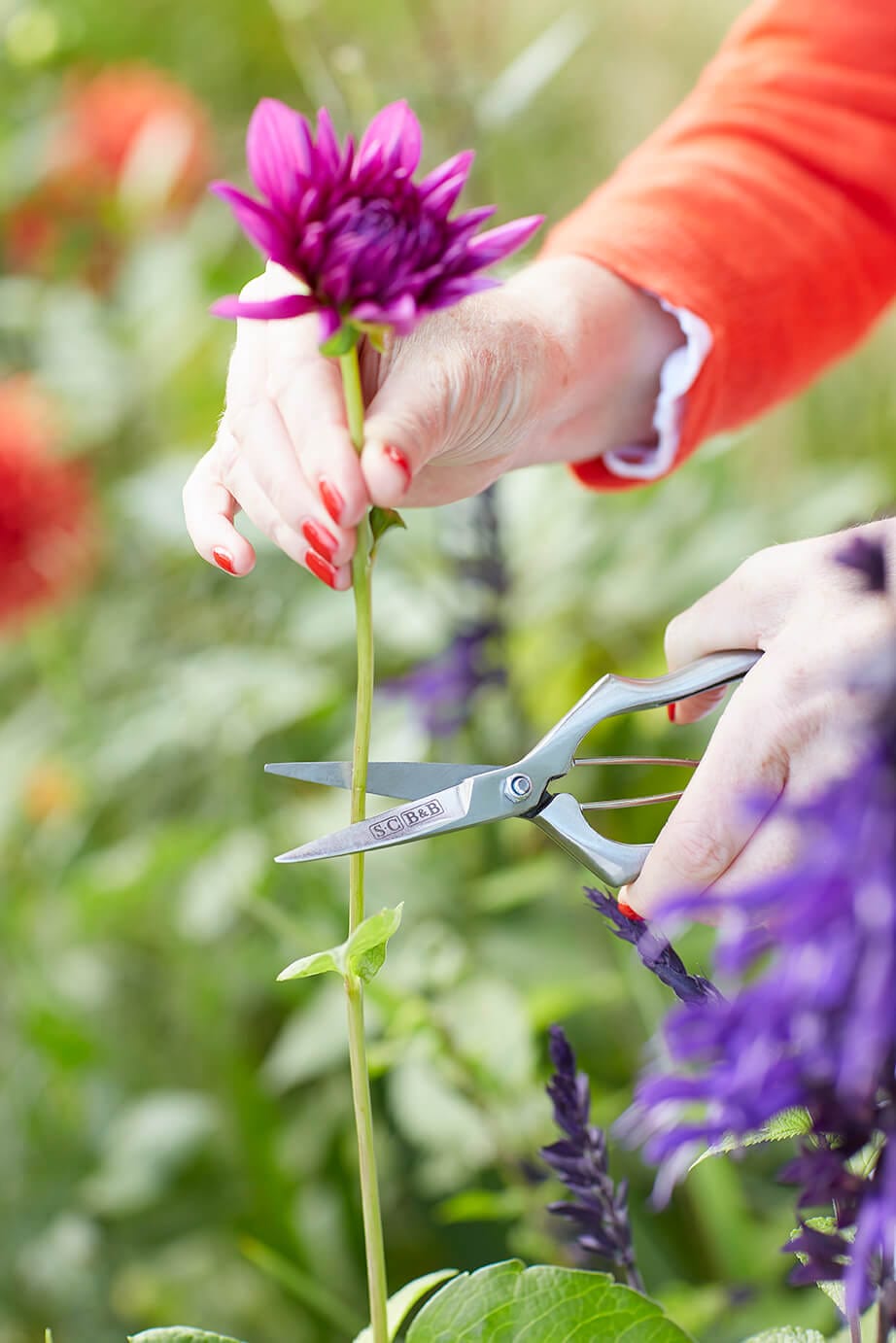 Sophie Conran Precision Secateurs - Burgon & Ball - Coco Blue