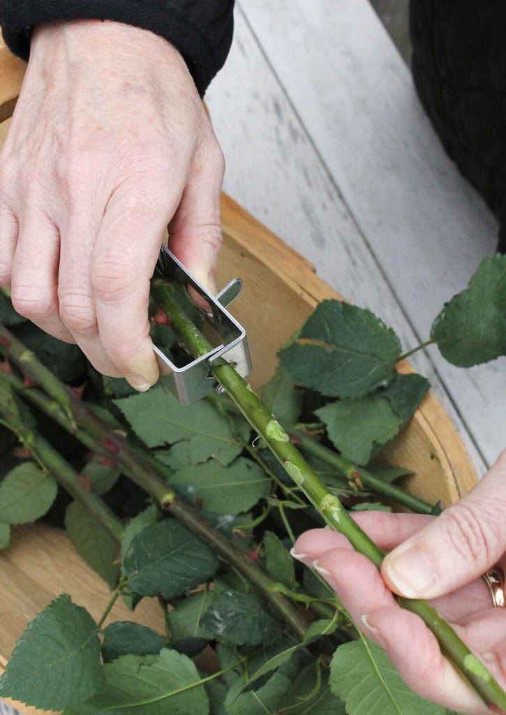 Thorn Stripper - Burgon & Ball - Coco Blue