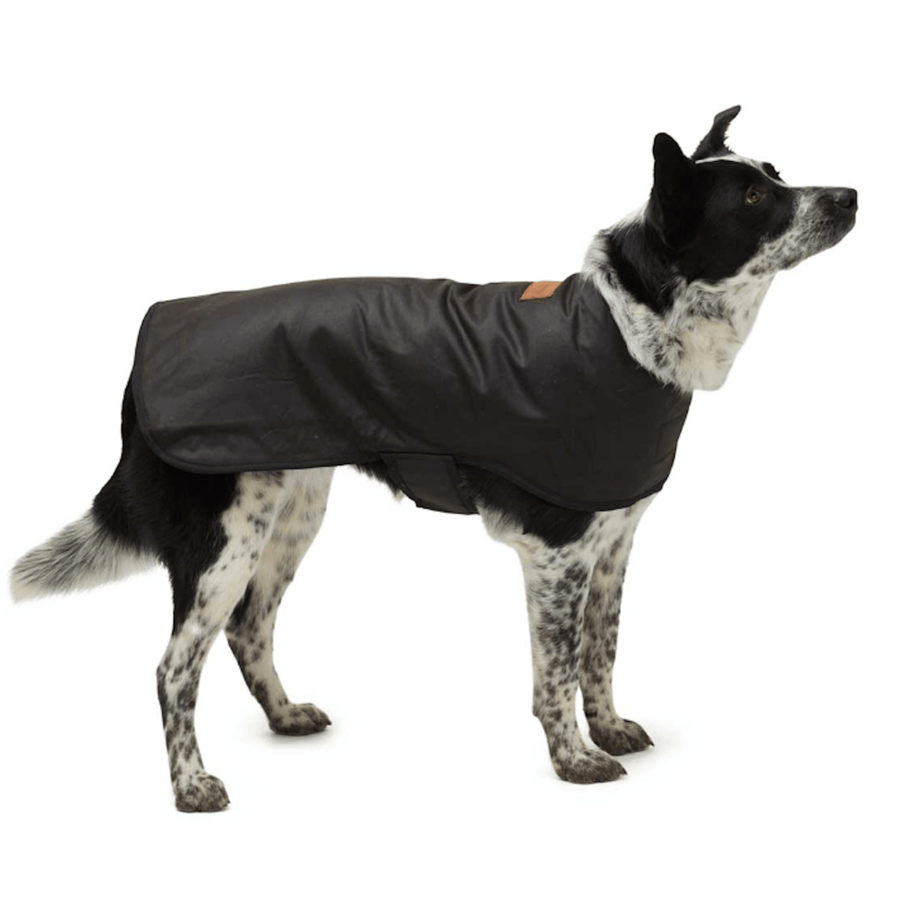 Woollen & Oilskin Dog Coat - Didgeridoonas - Coco Blue